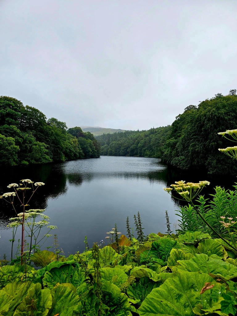 Lake District tarn and woodland